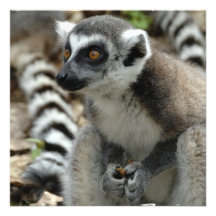 Lemur-Einladung