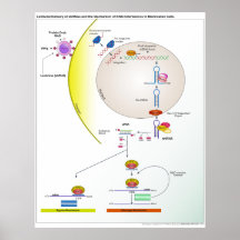 Lentiviral Lieferung des shRNA Ausdruck-Diagramms Plakatdrucke