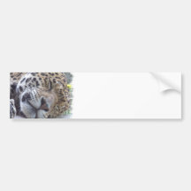 Leopard-Bild-Autoaufkleber