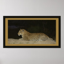 Leopard, der auf Sandbank liegt Plakat