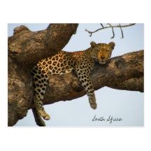 Leopard, der in einem Baum sitzt Postkarten