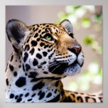 Leopard-Fotografie Posterdrucke