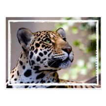 Leopard-Fotografie Postkarte