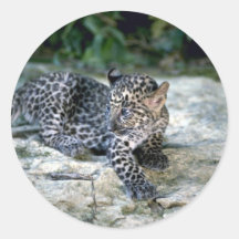 Leopard-junges Junges Aufkleber