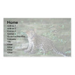 Leopard-junges Junges Visitenkartenvorlage