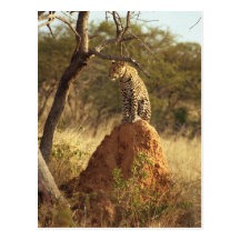 Leopard Postkarten