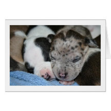 Leopard- und Pandawelpenkarte