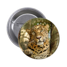 LeopardCheetaro013 Anstecknadelbutton