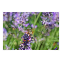 Libelle im Lavendel-Garten Fotografie