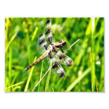 Libelle Photos