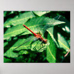 Libelle Plakat