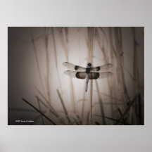 Libelle Posterdrucke