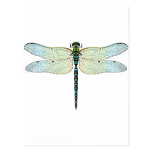 Libelle Postkarte