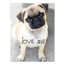 Liebe ich - niedliche Mops Postkarte