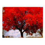 Liebe ist in der Luft… Postkarte