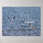 Liebe-Vögel Plakate