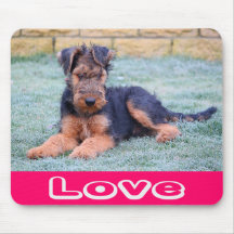 Liebeairedale-Terrier-Welpen-Hundecomputer Mousepa