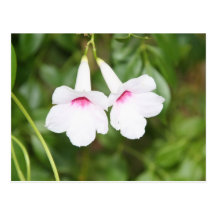 Liebhaber-Blumen-Postkarte