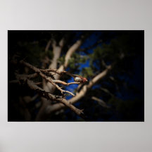 Lied-Vogel Posterdruck