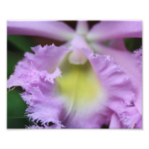 Lila Blume Fotografie