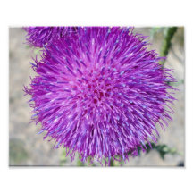 lila Blume Photo