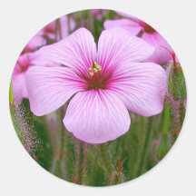 Lila Blumen-Knospen-Blumenblätter auf Gras Runder Aufkleber