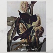Lila Boots-Schwanz durch Audubon John James Flyerdruck