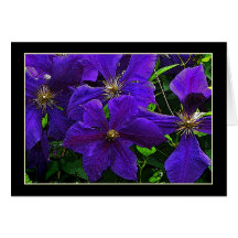 Lila Clematis Karte
