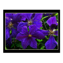 Lila Clematis Postkarten