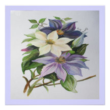 Lila Clematis (Quadrat) Individuelle Ankündigung