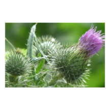 lila Distel Blüte Druckpapier