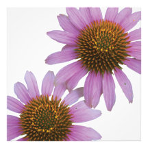 Lila Echinacea-Fotografie-Druck