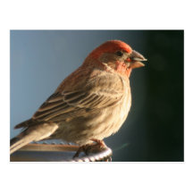 Lila Fink-Vogel-Foto-Postkarte