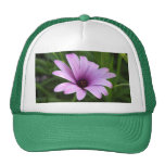 Lila Gänseblümchen Cap