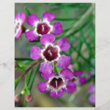 Lila Geraldton Wachs-Blumen und -knospen Flyerdruck