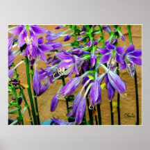 Lila Hosta-Blumen-Plakat