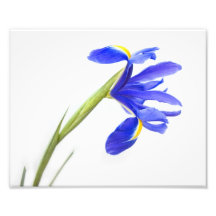 Lila Iris-Blume Foto Drucke