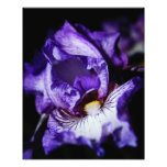 Lila Iris Fotografische Drucke