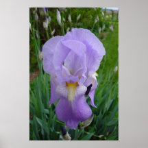Lila Iris Plakatdrucke