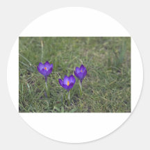 lila Krokus Aufkleber
