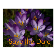 Lila Krokusse •Save-the-Date-Postkarte