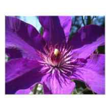 Lila Leidenschafts-Blumen-Foto