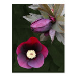 Lila Lenten Rosen-Postkarte