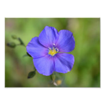 Lila lila wilder Blumenfotodruck