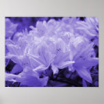 Lila Lilien-Druck Posterdrucke