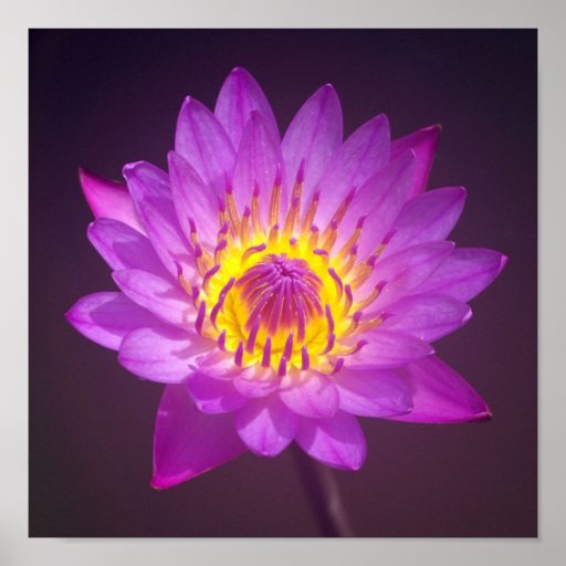 Lila Lotos-Blumen-Plakat