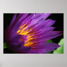 Lila Lotos-Blüte Plakat