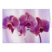Lila Orchideen Grußkarte