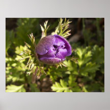 Lila Plakatdrucke