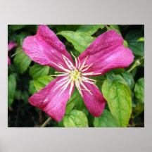 Lila Rebe-Blume Plakatdrucke